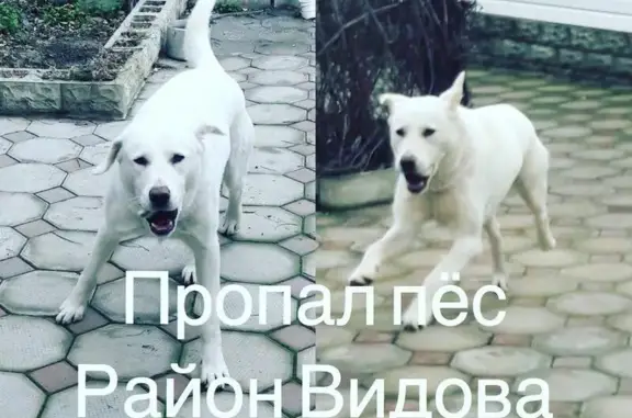 Пропала собака Ярик (алабай) в Новороссийске