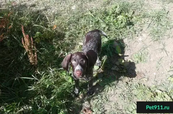 Пропала собака в районе Новой Деревни, помогите!