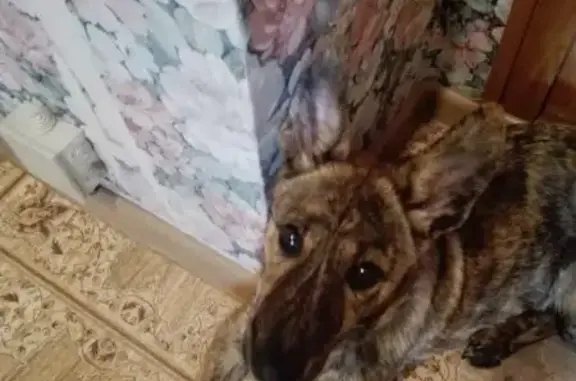 Найдена собака Жуля, ищет дом (Ангарск)