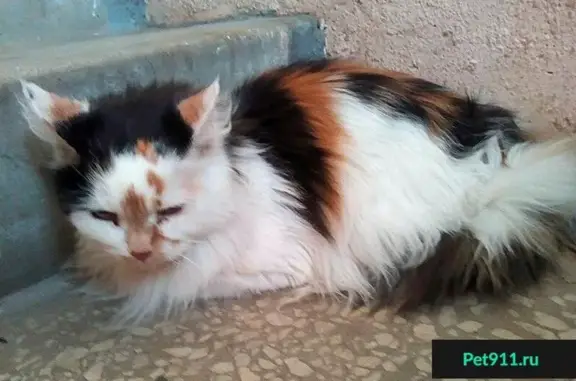 Найдена кошка в Твери, ищем старых хозяев