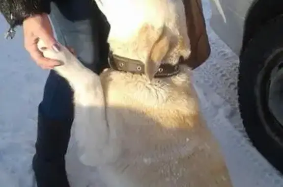 Найдена собака в центре Новой Майны, ищем хозяев