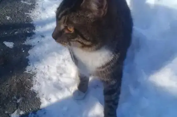 Найден травмированный кот в Москве: ищем хозяев