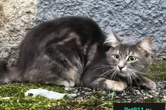 Найдена кошка в Севастополе #найден@sevanimals