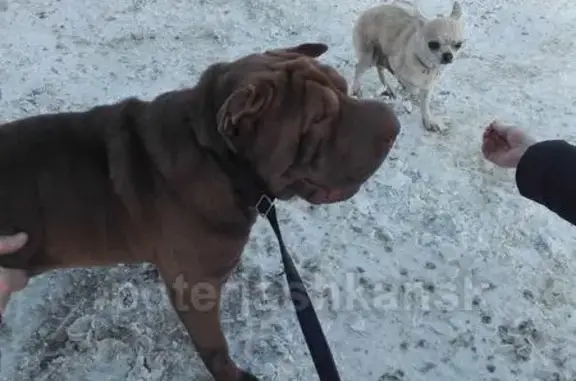 Найдена собака на Южном и Рогачёва в Бердске