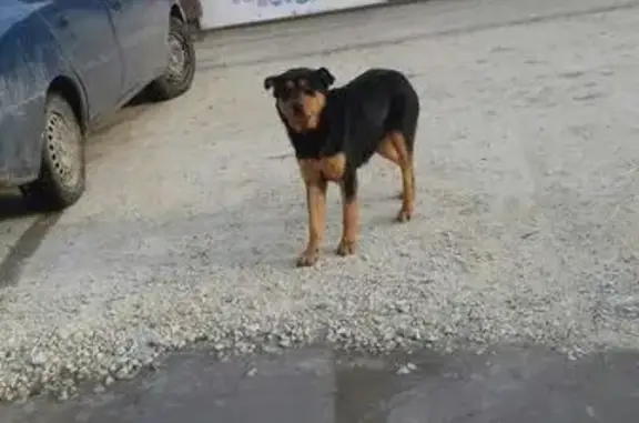 Найден добрый пес во Владикавказе, ищем передержку