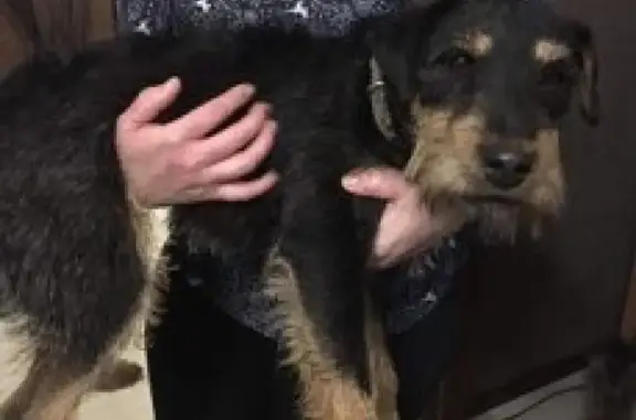 Пропала собака найдена на площади Чкалова в Ростове-на-Дону