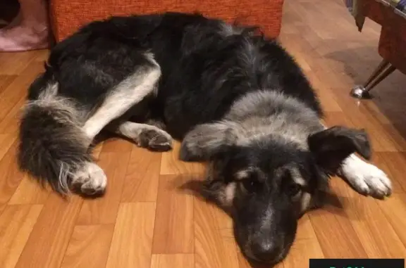 Найдена собака в 14а квартале, Тольятти