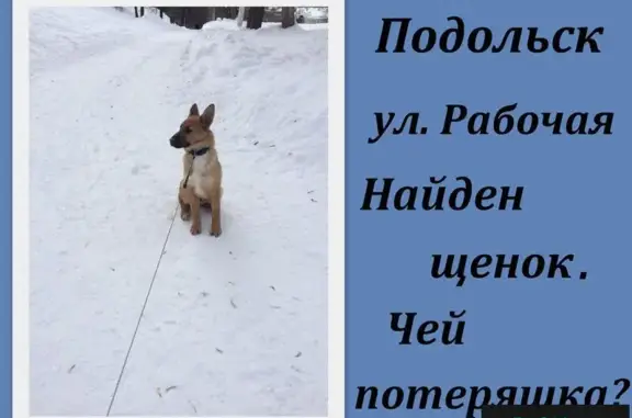 Найден щенок на ул. Рабочей в Подольске