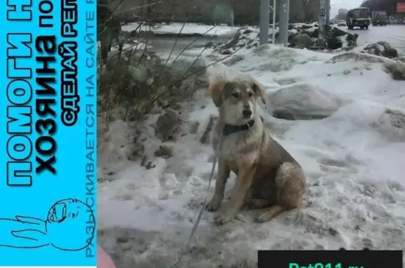 Пропала собака, найдена возле 34 больницы в Новосибирске