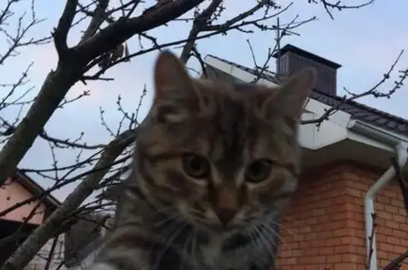 Пропала кошка в Дзержинске, вознаграждение.