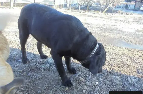 Найдена собака в Краснодаре, р-он 9 км