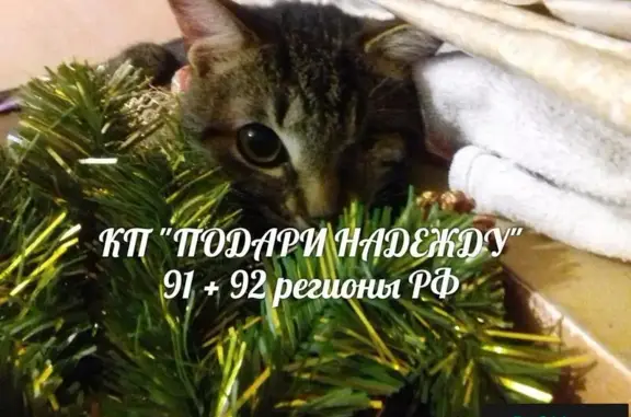 Пропал кот на Мельника 15, Севастополь.