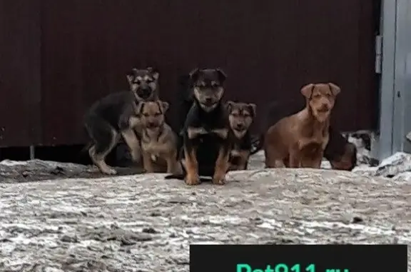 Найдена собака и 8 щенков ищут новый дом в Челябинске