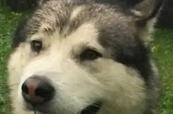 Пропала собака Аляскинский маламут, Москва, нужна помощь!