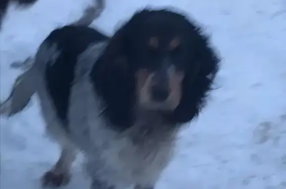 Найдена собака в деревне Нефедьево, Московская область