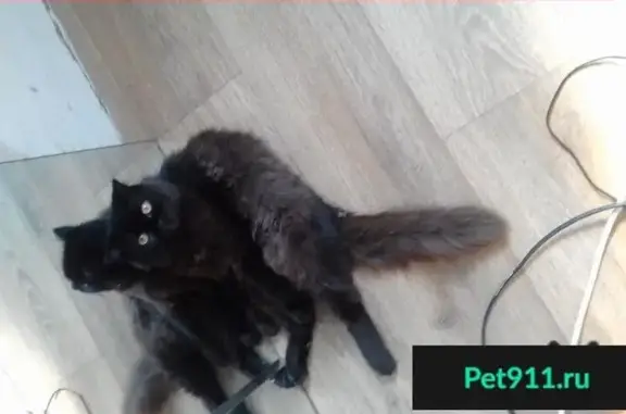 Кошки потеряшки, Эртиль, фото: Потеряшка кошка в Эртиле на ул. Сахарников