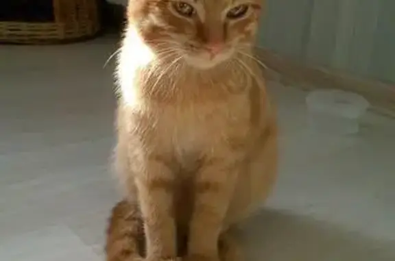 Найдена кошка на Базовой 6Б в Кемерово