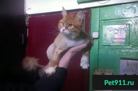 Пропала кошка на остановке метро Северный вокзал (Казань)
