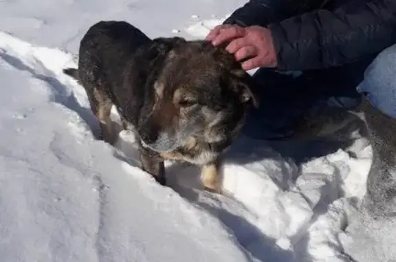 Найден пёс на Западном шоссе в Магнитогорске #собаки_потеряшки