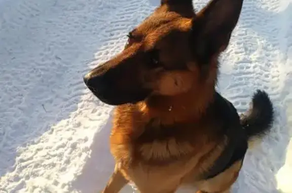 Пропала собака в районе Крылатское