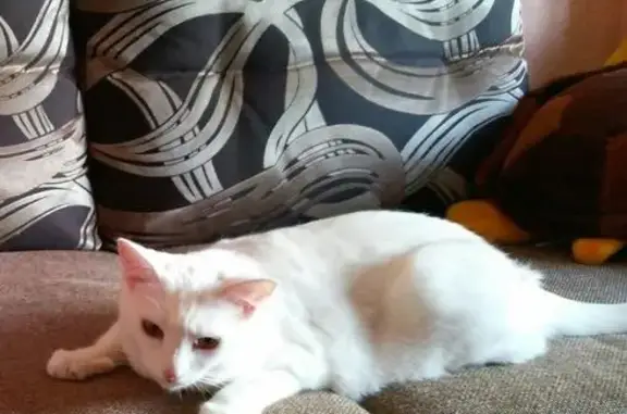 Пропала белая кошка в Нижнем Тагиле