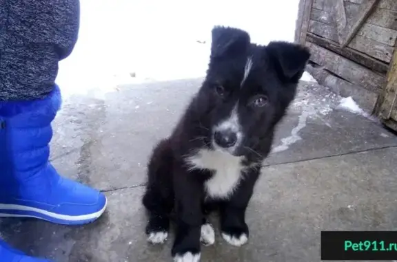 Найдена собака в Заводском районе Саратова!