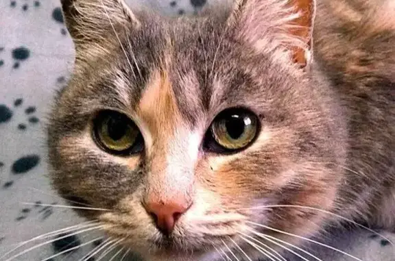 Найдена кошка в Коломне, ищет дом