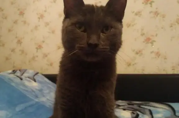 Найден серый кот в Саратове, адрес - Марины Расковой.