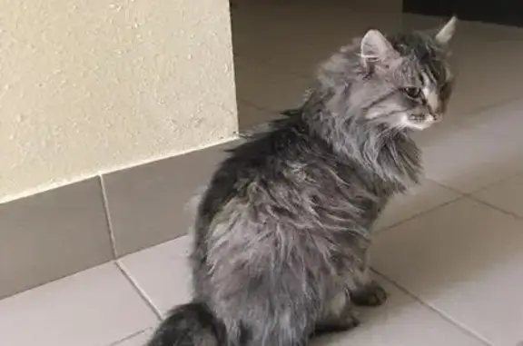 Найдена кошка в Верхней Пышме, ищем хозяина