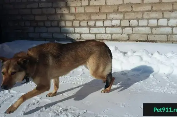Найдена собака на Лениногорском выезде в Бугульме