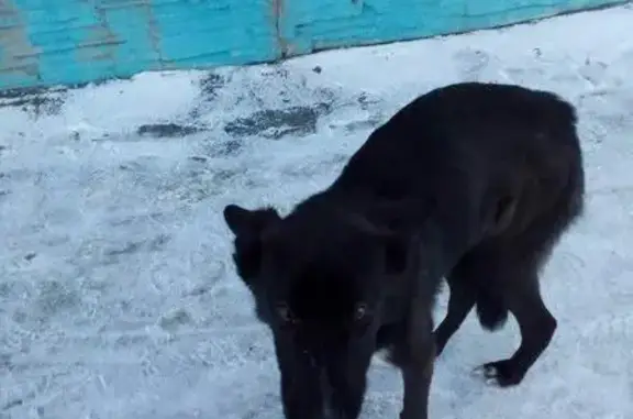 Потерянная собака ищет передержку в Северодвинске