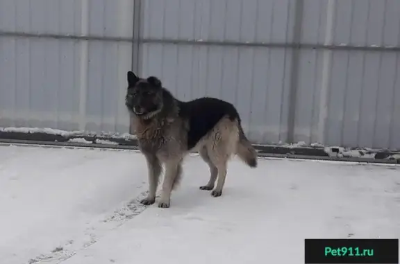 Пропала собака Рэкс в поселке Волхов, Ишимбай.