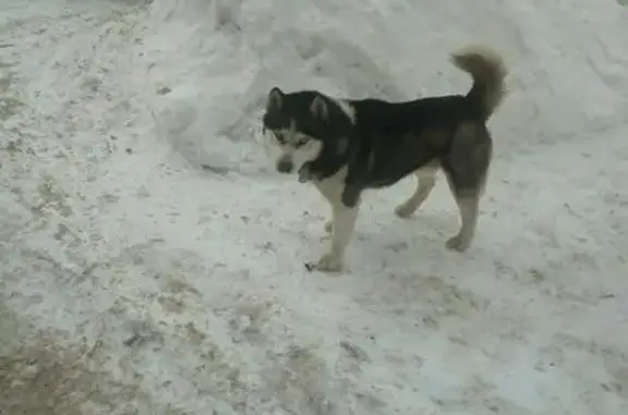 Найдена собака на ул. Красноармейская, Орехово-Зуево