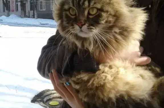 Найден кот в Приморском р-оне, ищет дом!