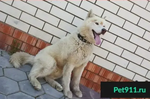 Пропала собака в Балаково, помогите найти