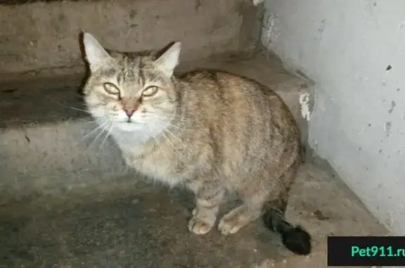 Найдена кошка на ул. Отечественная в Санкт-Петербурге!