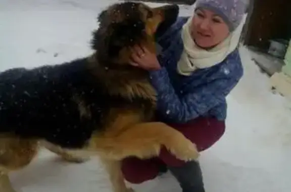 Пропала собака Макс в Калуге!