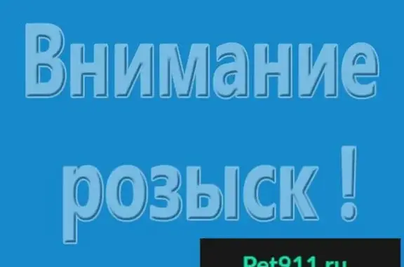 Пропала немецкая овчарка в Лапенках, Самара