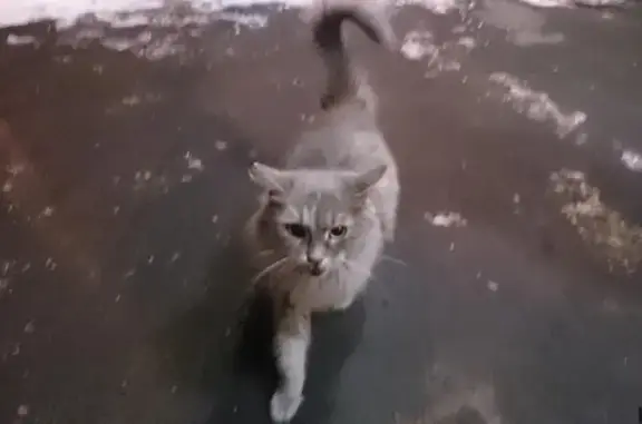 Серая пушистая кошка на Арбатско-Покровской линии