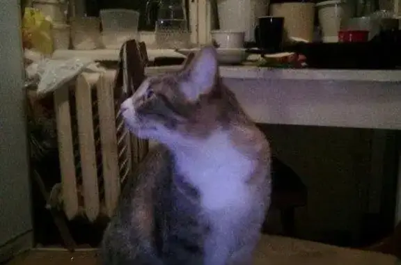 Пропала кошка в Рыбинске, Ярославская область