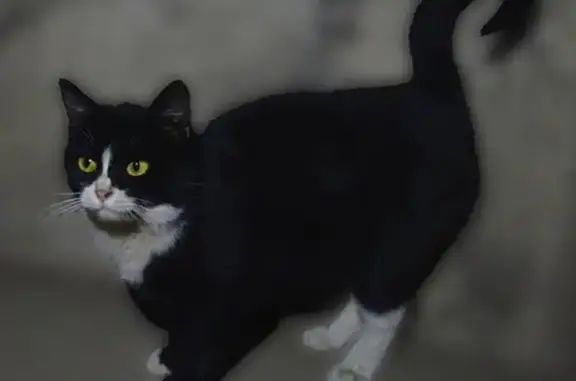 Найдена кошка в Москве, ищет дом