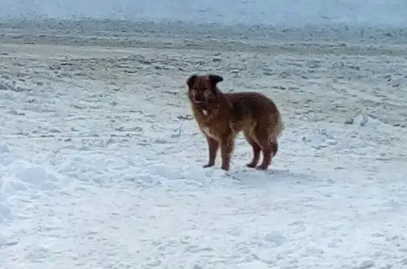 Найдена собака в Обнинске