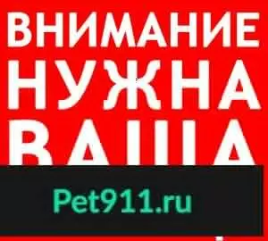 Найдена собака с сломанной лапой @priutstepashka