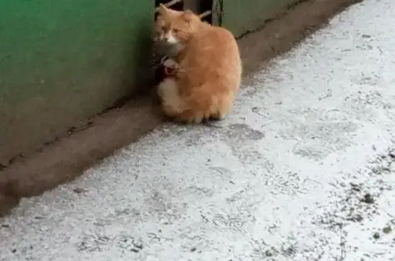 Найден кот в Москве!