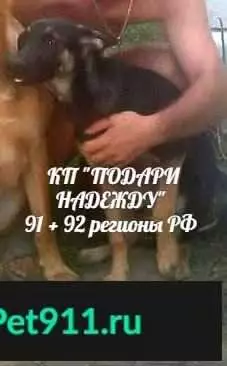 Собаки потеряшки, Севастополь, фото: Потеряшка собака в Севастополе, район Дачи, 07.03.2018