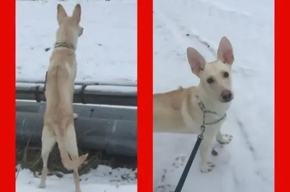 Пропала собака Тайсон в д. Векшино, Московская область