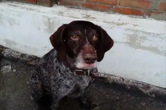 Найдена собака в Ростове: нужна помощь в поиске хозяев!