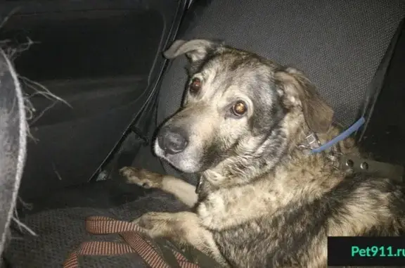 Найдена собака в Подольске на ул. Кирова