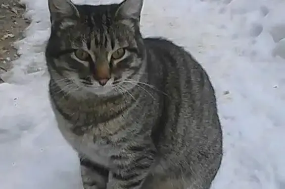 Найдена кошка в Дзержинском районе, ищет дом