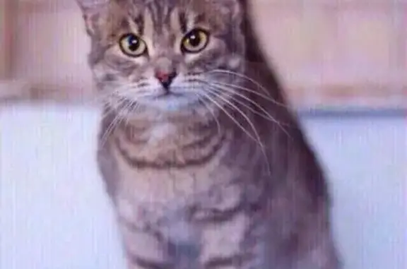 Найдена кошка Лиана в Новосибирске